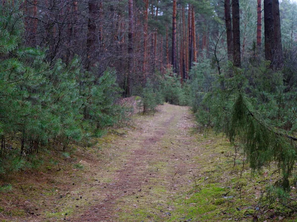 Ciemny Gęstego Sosnowego Lasu Pnie Drzew Krzewów — Zdjęcie stockowe