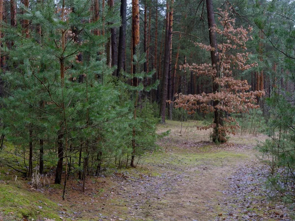 Tmavě Hustým Borovým Lesem Kmeny Stromů Keřů — Stock fotografie