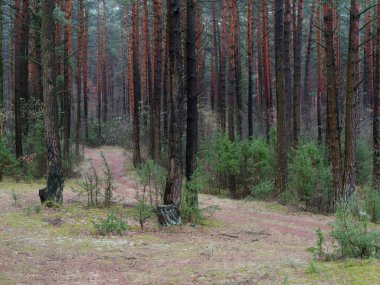 karanlık sık çam ormanı. ağaç gövdeleri ve çalılar