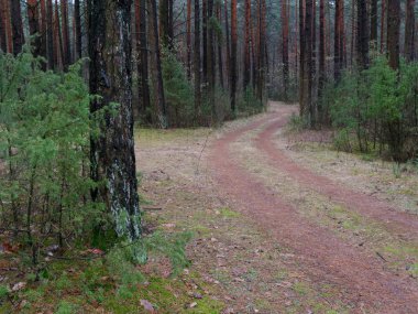 karanlık sık çam ormanı. ağaç gövdeleri ve çalılar