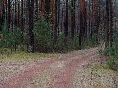 karanlık sık çam ormanı. ağaç gövdeleri ve çalılar