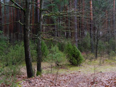 karanlık sık çam ormanı. ağaç gövdeleri ve çalılar