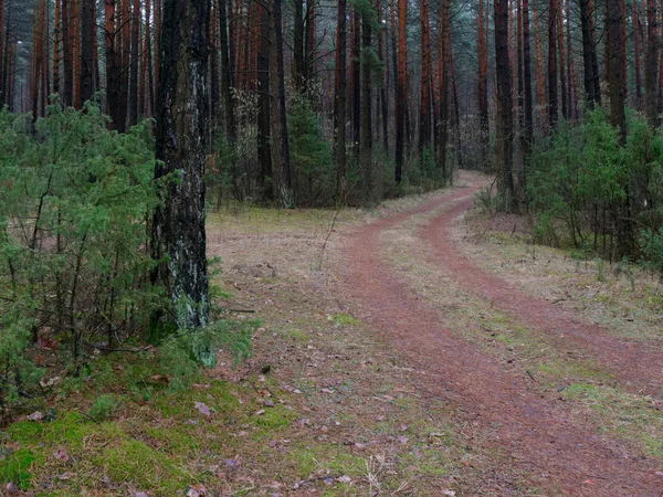 Dark Dense Pine Forest Tree Trunks Shrubs — Stock Photo, Image