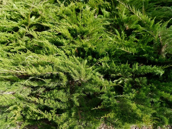 Wand Aus Dekorativen Thuja Schaukeln Wind — Stockfoto