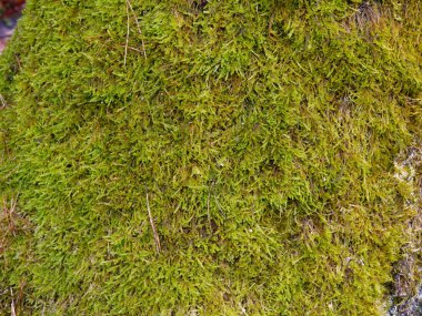Orman yeşil yosun ile yeşillik yumuşak