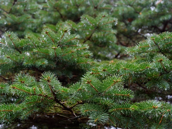 Les Branches Épineuses Sapin Balancent Dans Vent — Photo