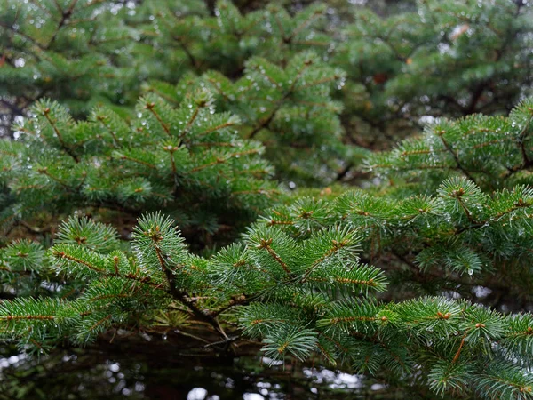 Las Ramas Espinosas Del Abeto Balancean Viento — Foto de Stock