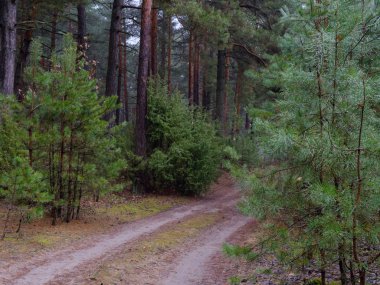 karanlık sık çam ormanı. ağaç gövdeleri ve çalılar