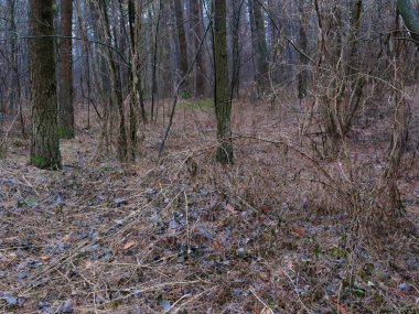 karanlık sık çam ormanı. ağaç gövdeleri ve çalılar