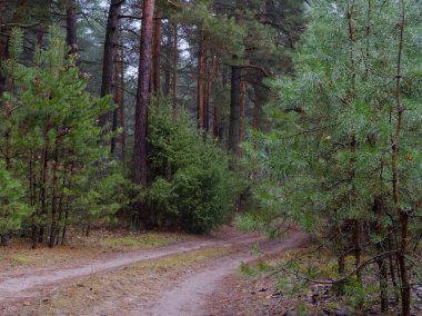 karanlık sık çam ormanı. ağaç gövdeleri ve çalılar
