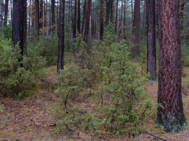 karanlık sık çam ormanı. ağaç gövdeleri ve çalılar