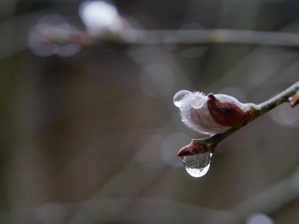 Primavera Flores Sella Bocas Tiempo Lluvioso Húmedo — Foto de Stock