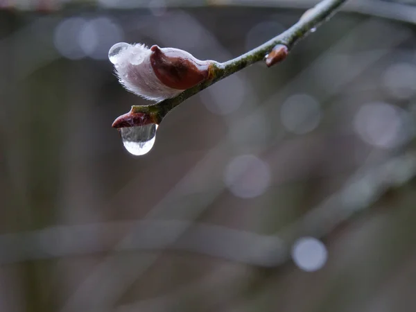 Primavera Flores Sella Bocas Tiempo Lluvioso Húmedo — Foto de Stock