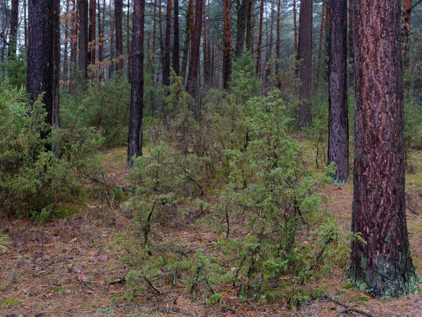 Ciemny gęstego sosnowego lasu. pnie drzew i krzewów — Zdjęcie stockowe