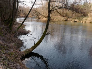baharın başlangıcı. çalılıkları arasında vahşi hızlı Nehri