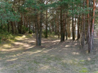 karanlık sık çam ormanı. ağaç gövdeleri ve çalılar