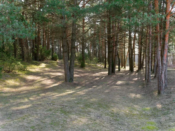 karanlık sık çam ormanı. ağaç gövdeleri ve çalılar