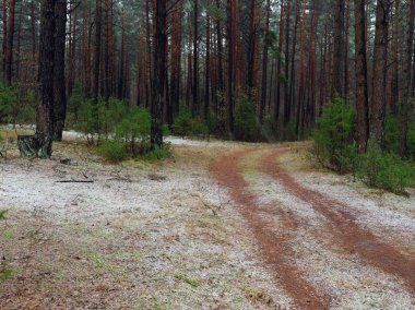 karanlık ormanın içinde bir yoldaki ilk kar.