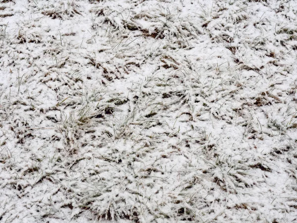 Primavera. grama coberta de neve. textura de fundo . — Fotografia de Stock