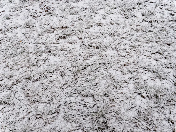 Frühling. Gras mit Schnee bedeckt. Hintergrund-Textur. — Stockfoto