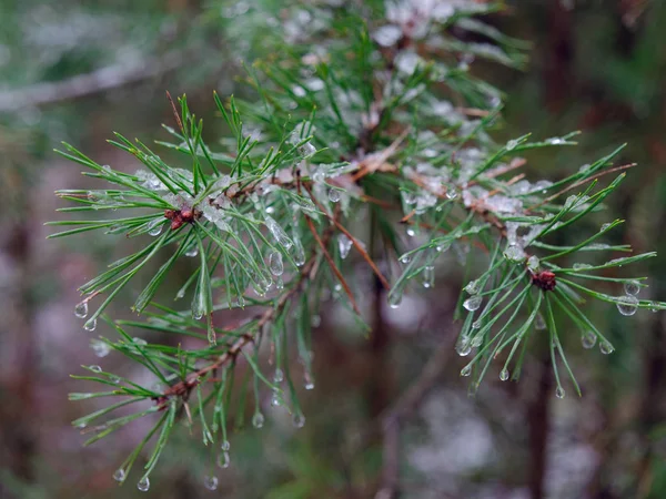 Spring. icy branches of spiny green pine. — Stock Photo, Image