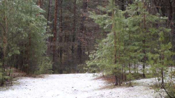 Snowfall Dark Dense Pine Forest — Stock Video