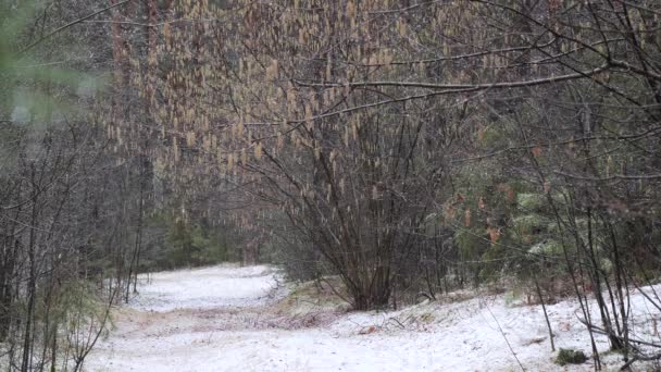 Schneefall Dunklen Dichten Kiefernwald — Stockvideo