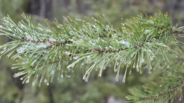 Lente Ijzige Takken Van Stekelige Groene Dennen — Stockvideo