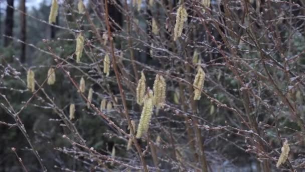 Fiorì Salice Primaverile Neve Con Pioggia Marzo — Video Stock