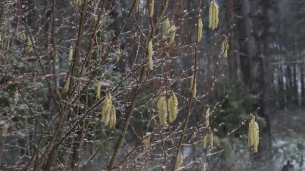 Våren Willow Blommade Snö Med Regn Mars — Stockvideo