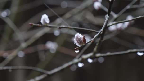 Lente Wilg Bloeide Sneeuw Met Regen Maart — Stockvideo