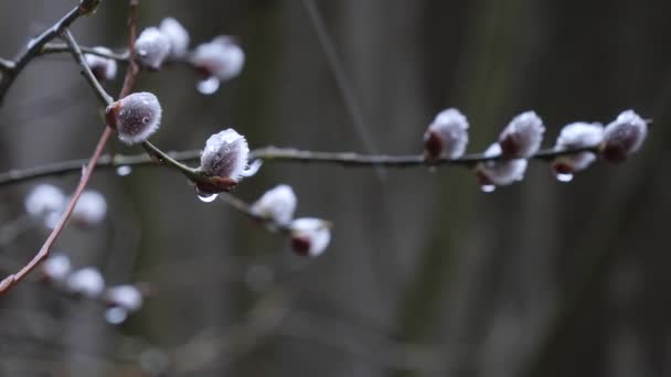 Salgueiro Primavera Floresceu Neve Com Chuva Marcha — Vídeo de Stock
