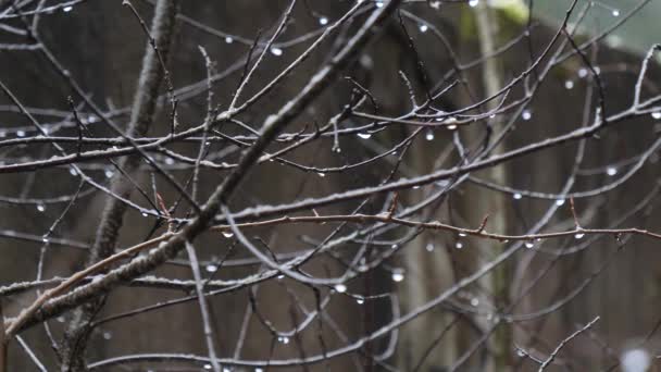 Bahar Willow Çiçek Mart Ayında Yağmur Kar — Stok video