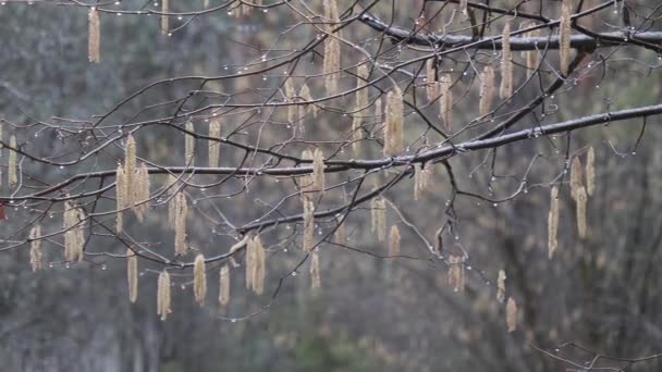 Saule Printanier Fleurit Neige Avec Pluie Mars — Video