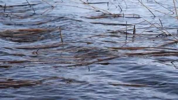 En el viento grandes olas en el lago . — Vídeo de stock