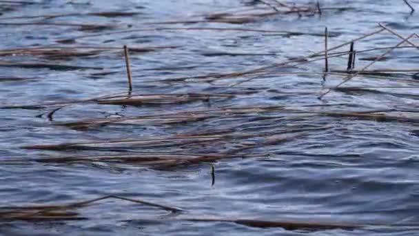 En el viento grandes olas en el lago . — Vídeo de stock