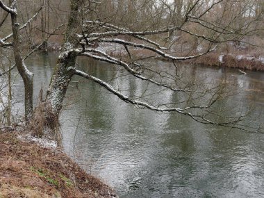 baharın başlangıcı. çalılıkları arasında vahşi hızlı Nehri