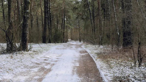 Перший сніг на стежці в темному лісі . — стокове фото