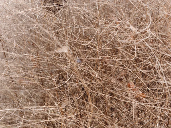 La pianta aggrovigliata incorruttibile di trefoli sottili . — Foto Stock