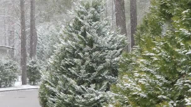 Fuertes Nevadas Sobre Fondo Árboles Decorativos — Vídeo de stock