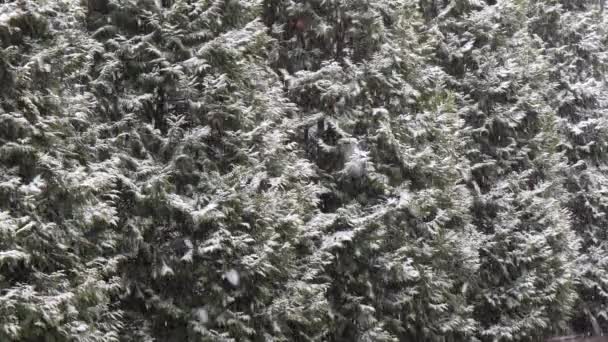 Snöfall Bakgrunden Dekorativa Träd — Stockvideo