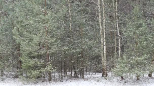 Queda Neve Floresta Pinheiros Densa Escura — Vídeo de Stock