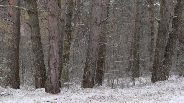 黑暗茂密的松树林降雪 — 图库视频影像