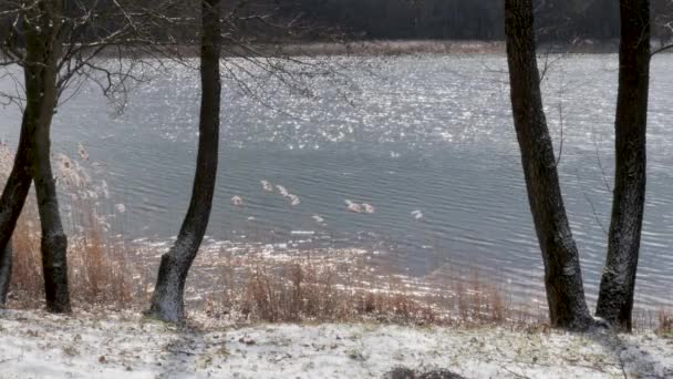 春の湖の表面にキラキラ水 — ストック動画