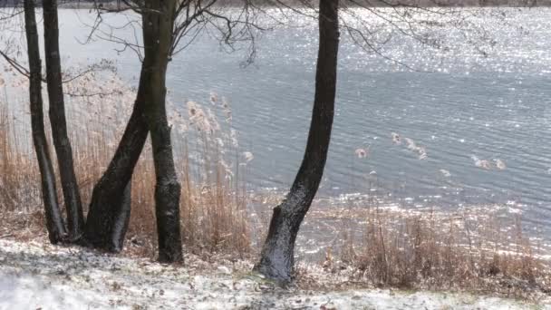 Glitter Água Superfície Lago Primavera — Vídeo de Stock