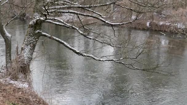 Het Begin Van Lente Wilde Snel Rivier Onder Het Kreupelhout — Stockvideo