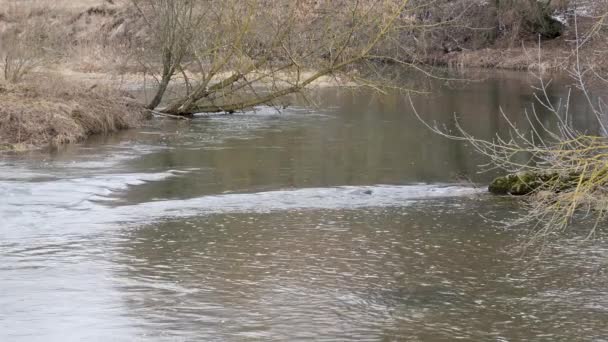 Frühlingsanfang Wilder Schneller Fluss Dickicht — Stockvideo