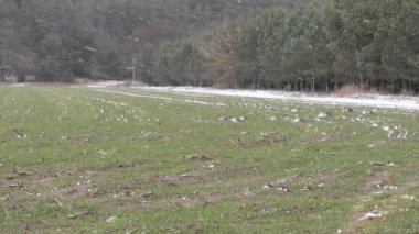 yere yeşil kış alan kar kaplı