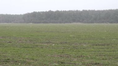 yere yeşil kış alan kar kaplı