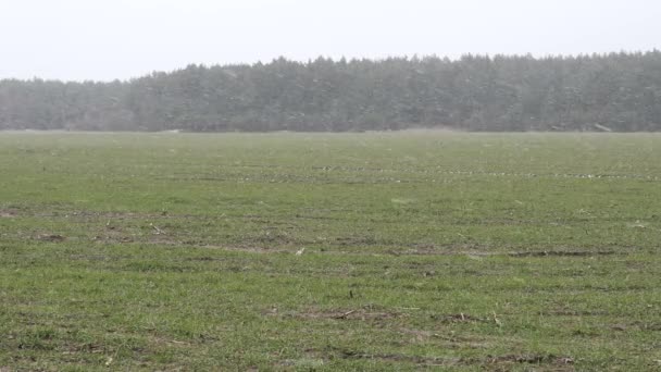 Téli Zöld Mező Hóval Borított Földön — Stock videók